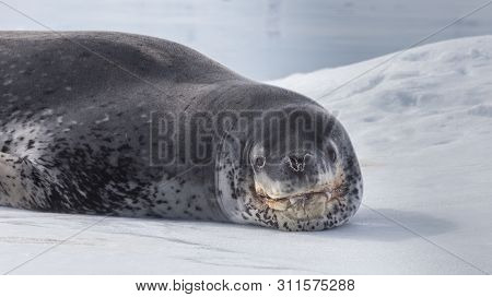 Natural Predator Of Antarctica Is Leopard Seal. Relax Animal Lying On The Ice.
