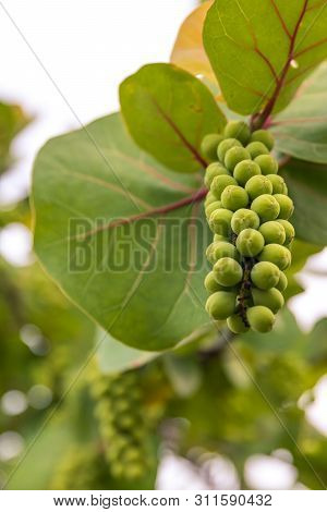 A Bunch Of Naturally Growing Sea Grape Trees Bearing Young Fruit Off The Coast Of Florida. Close Up 