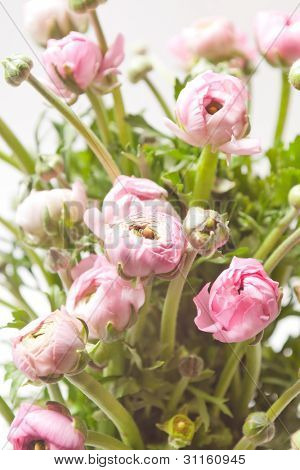 Ranuncolo rosa