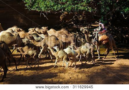 Portrait Of Drinking Camels In Canyon Aka Guelta Bashikele In East Ennedi, Chad