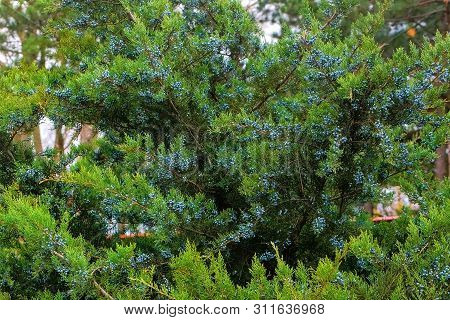Beautiful Tuya With Many Cones In The Park