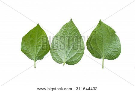Chaplo , Herb Of Thailand And The Cooking. Green Leaf On Isolated White Background. Dicut