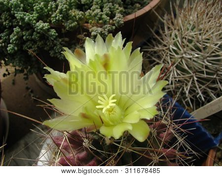 Cactus Flower Hamatocactus Longihamatus, Close-up, Macro, Detail