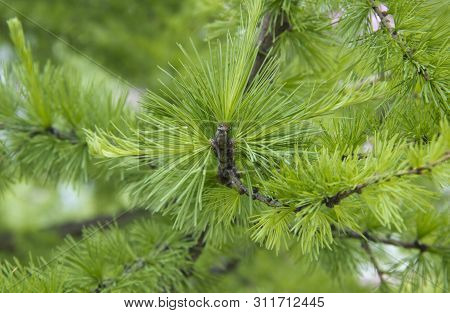 Bright Green Fluffy Branches Of Larch Tree . Natural Beauty Of Elegant Larch Tree Twig. Branch Of Yo