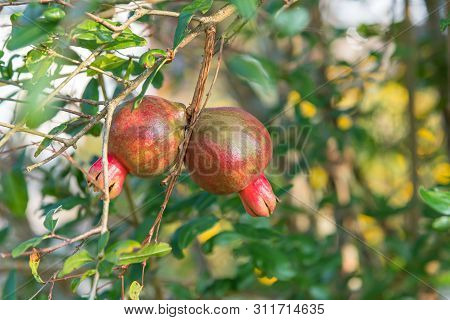 Punica (pomegranate Or Punica Granatum) In Garden