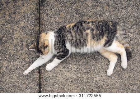 Pregnant Cat Resting On Concrete Floor. Animal Maternity