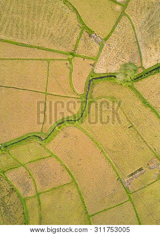 Paddy Plant Plantation Flat Lay Airscape Photo