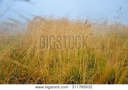 Morning Dew In The Grass Dry Field With Dew Drop.