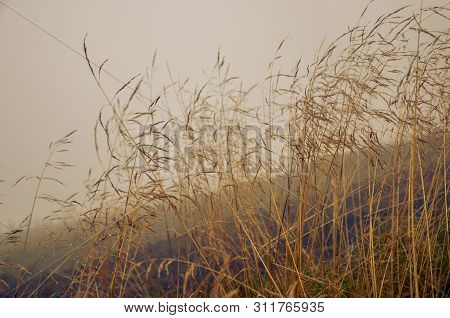 Morning Dew In The Grass Dry Field With Dew Drop.