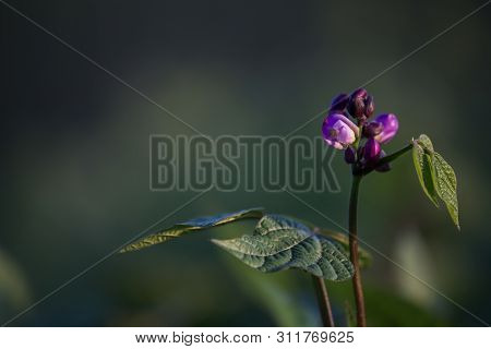 Violet Green Beans Flowering In The Garden. French Beans, String Beans With Flowers.