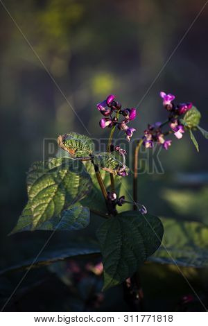 Violet Green Beans Flowering In The Garden. French Beans, String Beans With Flowers.