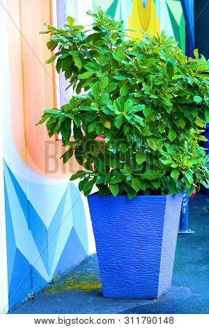 June 28, 2019 In Portland, Or:  Potted Plant Besides A Colorful Wall Taken On A Patio At The Arttist