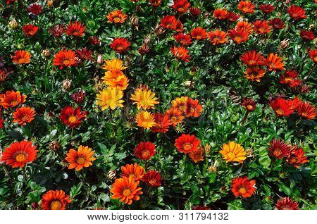 Gazania Rigens Red Flowers In The Garden.
