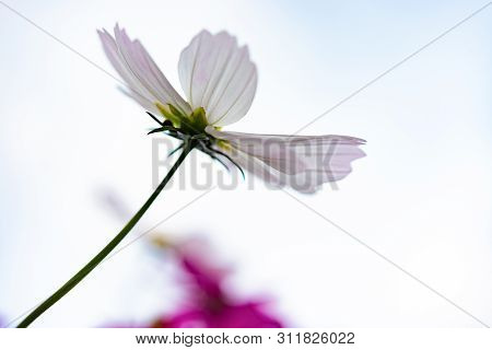 Low Angle View Of Beautiful Daisy Or Cosmos Bipinnata Cav