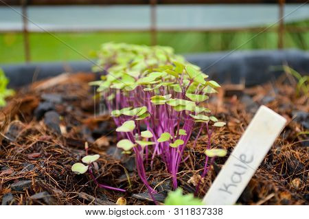 Close Up Of Kale Growing From Seed. With 