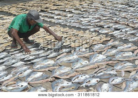 Dried Fish Farming