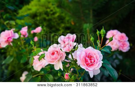 Beautiful Pink Roses Bonica In The Garden. Perfect For Background Of Greeting Cards For Birthday, Va