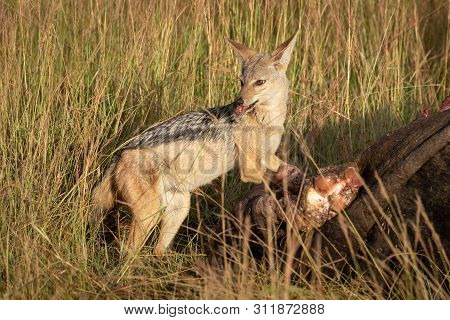 Black-backed Jackal Stands Eating Meat From Carcase