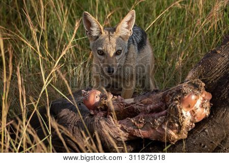 Black-backed Jackal Crouches By Carcase In Grass