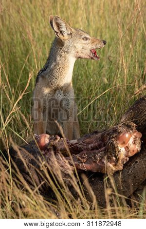 Black-backed Jackal Sits By Carcase Checking Horizon