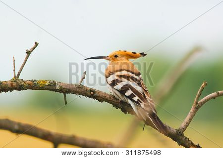Eurasian Hoopoe, Common Hoopoe Or Upupa Epops, The Beautiful Brown Bird On A Tree Branch