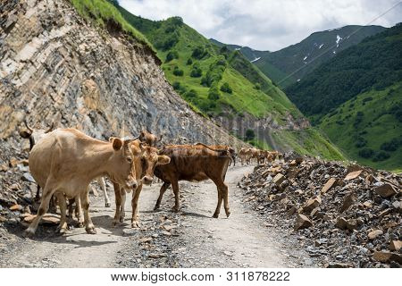 Georgia, Mountain Road With Cows. Mountain Road To Dusheti Region Alpine Fields With Cows
