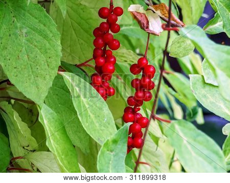 Chinese Magnolia Vine, Schisandra Chinensis. The Concept Of Natural Substances For Health Promotion.