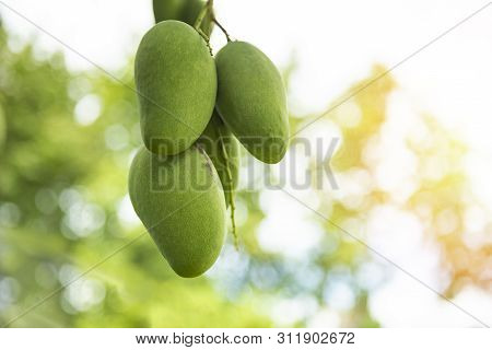 Fresh Green Mango Fruit Hanging On Mango Tree In The Garden Farm Agricultural With Nature Green Blur