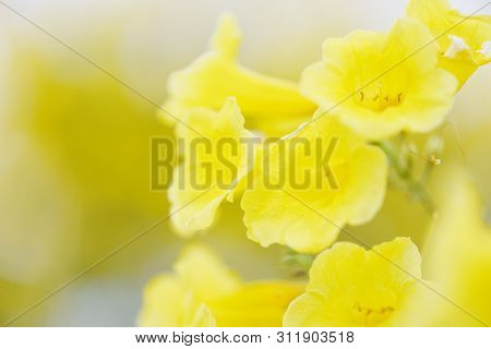 Trumpet Flower / Yellow Trumpet Flower Blooming In The Garden Summer Nature Blur Background