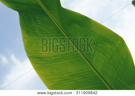 Banana Leaf Against Blue Sky, Leaf Close Up Texture, Close Up Of Banana Palm Leaf In The Sky, Three 