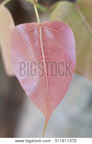 Young Peepul Tree Leaf In A Red Or Pink Color With Clearly Visible Texture