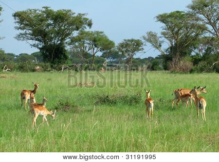 Uganda Kobs nella savana africana