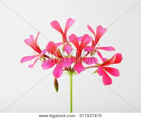 Geranium Pelargonium Flowers Isolated On White Background