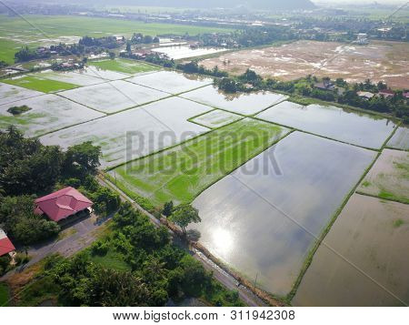 Aerial view of Kangar Town with paddy fields and housing area