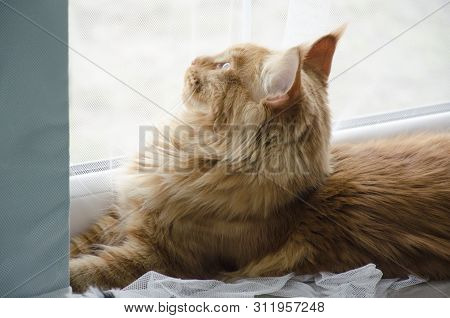 Close Up Of A Young Large Red Marble Maine Coon Cat Lying On A White Curtian And Looking Out The Win