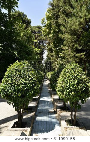 The View Of Eram Garden(bāgh-e Eram), Shiraz, Iran