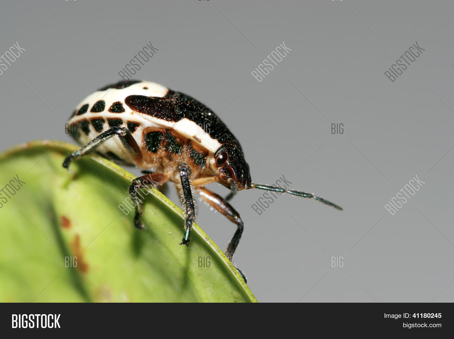 Image Preview