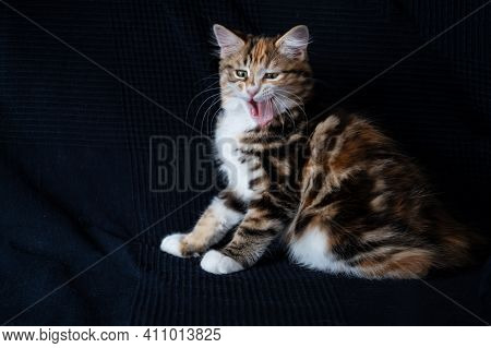 Funny Young Kurilian Bobtail Kitten Face Looking At Camera