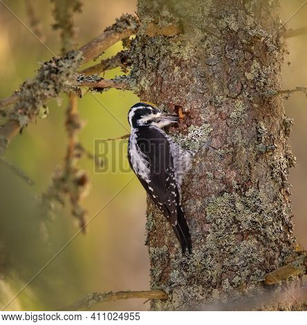 Three Toed Woodpecker Picoides Tridactylus On A Tree Looking For Food