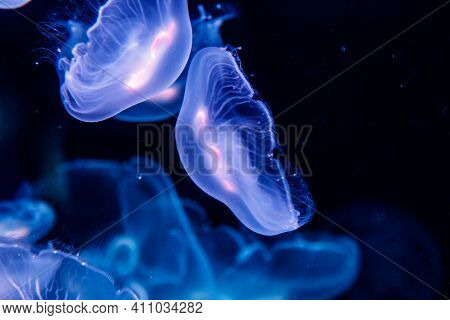 Macro Aurelia Aurita Semaeostomeae