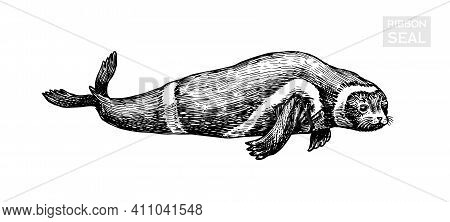 Ribbon Seal. Marine Creature, Nautical Mammals And Pinnipeds. Animal In Doodle Style. Vintage Retro 