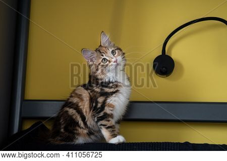 Young Kurilian Bobtail Kitten Face Sitting. Colours Of Year.