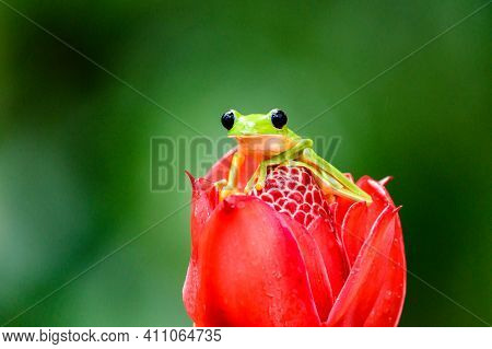 Gliding Tree Frog (agalychnis Spurrelli) Is A Species Of Frog In Family Hylidae. It Is Found In Colo