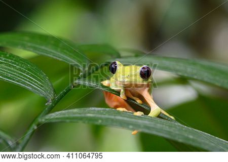 Gliding Tree Frog (agalychnis Spurrelli) Is A Species Of Frog In Family Hylidae. It Is Found In Colo