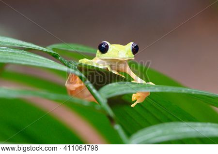 Gliding Tree Frog (agalychnis Spurrelli) Is A Species Of Frog In Family Hylidae. It Is Found In Colo