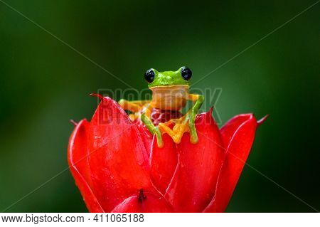 Gliding Tree Frog (agalychnis Spurrelli) Is A Species Of Frog In Family Hylidae. It Is Found In Colo