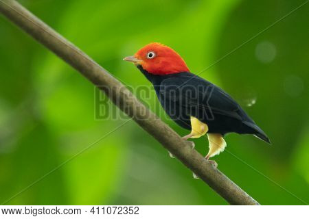 Red-capped Manakin, Pipra Mentalis, Rare Bizar Bird, Nelize, Central America. Wildlife Scene From Na