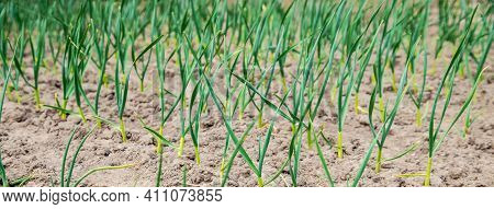 Planting Garlic In The Garden. Selective Focus