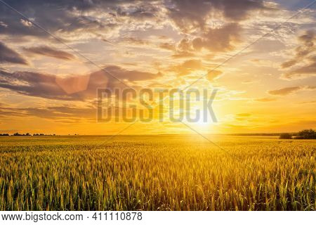 Sunset Or Sunrise On A Rye Field With Golden Ears And A Cloudy Sky.