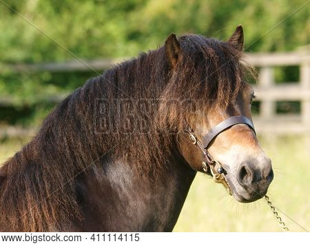 A Headshot Of An Exmoor Stallion In Stallion Bridle.